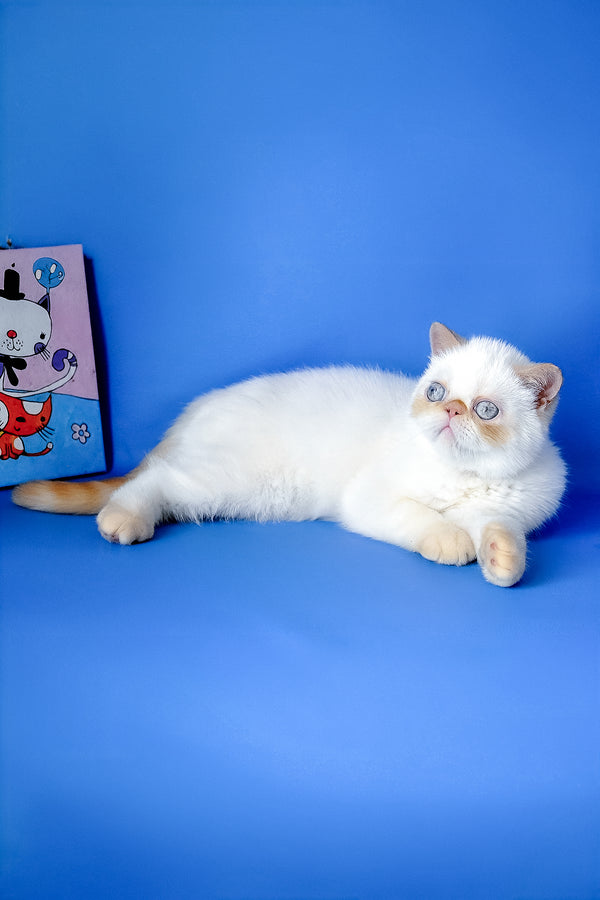 Kumir | Exotic Shorthair Kitten