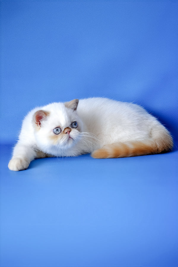 Kumir | Exotic Shorthair Kitten