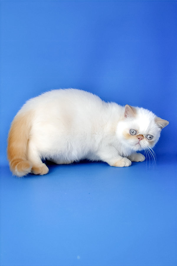 Kumir | Exotic Shorthair Kitten
