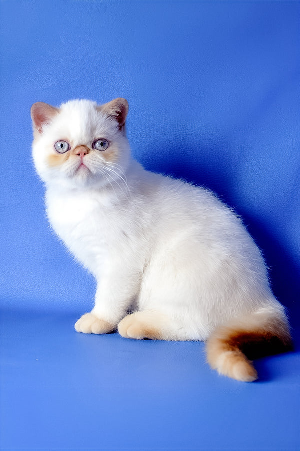 Kumir | Exotic Shorthair Kitten
