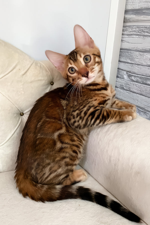 Queen | Bengal Kitten