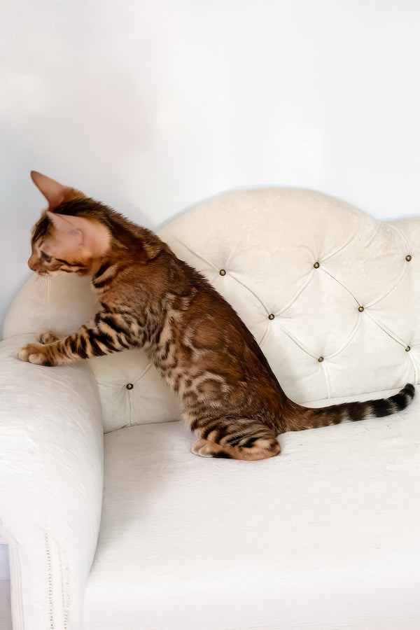 Queen | Bengal Kitten
