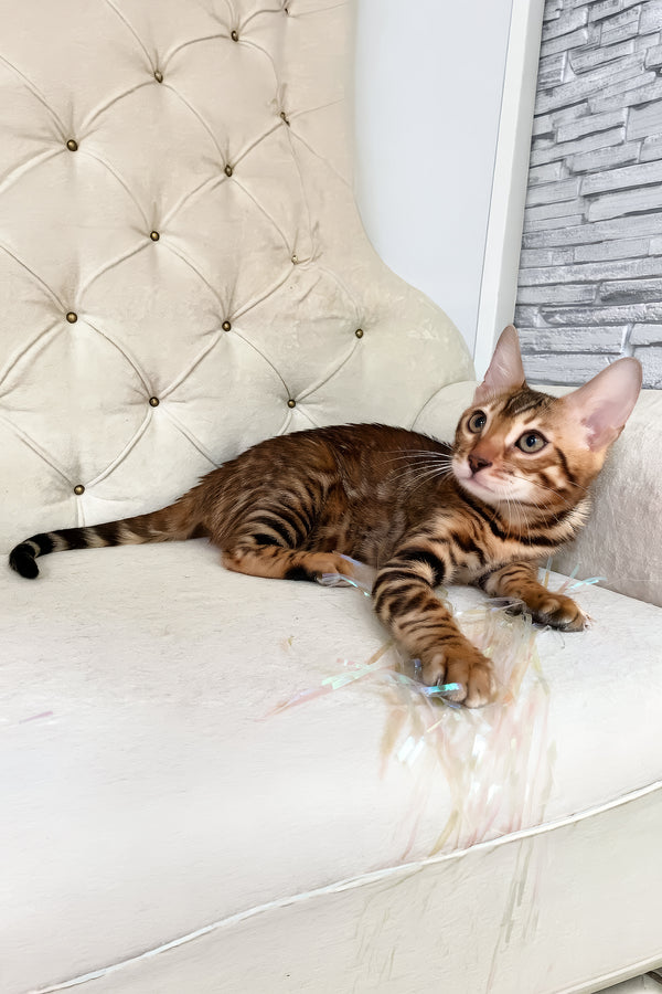 Queen | Bengal Kitten