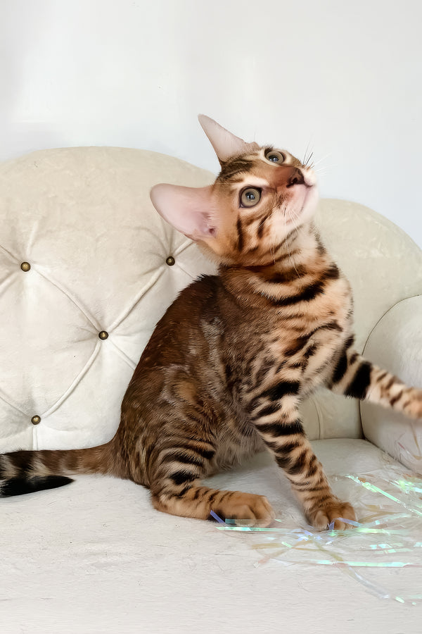 Queen | Bengal Kitten