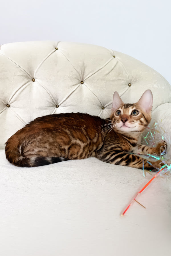 Queen | Bengal Kitten