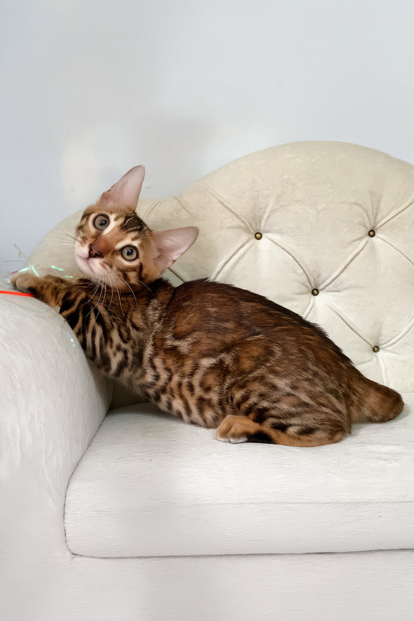 Queen | Bengal Kitten