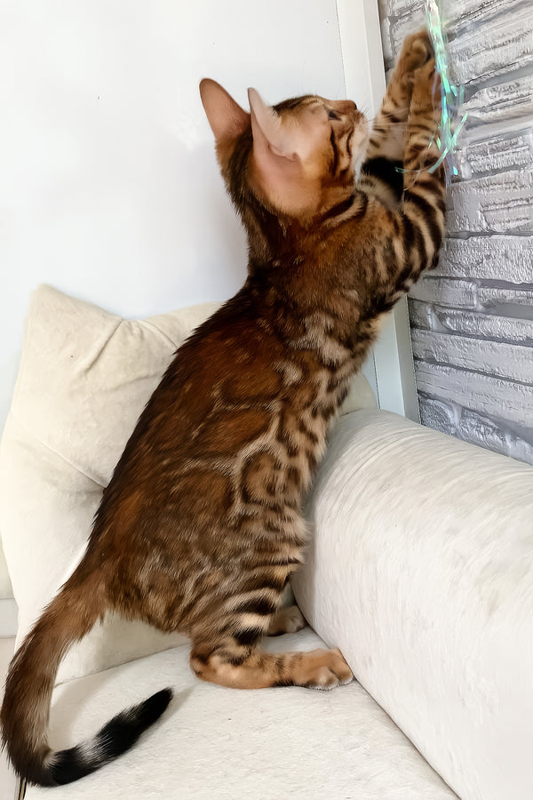 Queen | Bengal Kitten