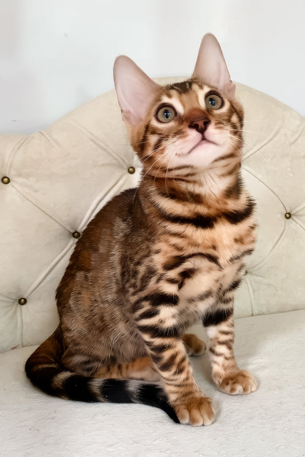 Queen | Bengal Kitten