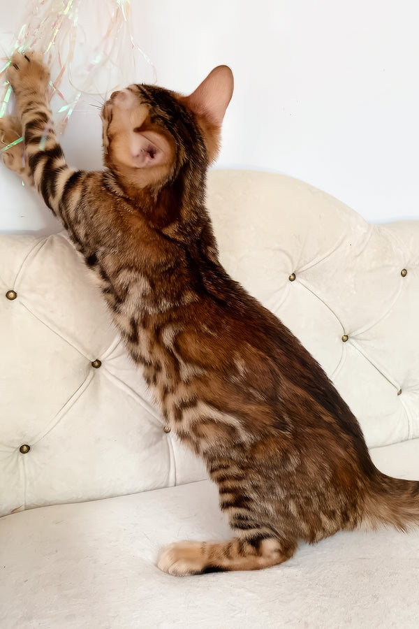 Queen | Bengal Kitten