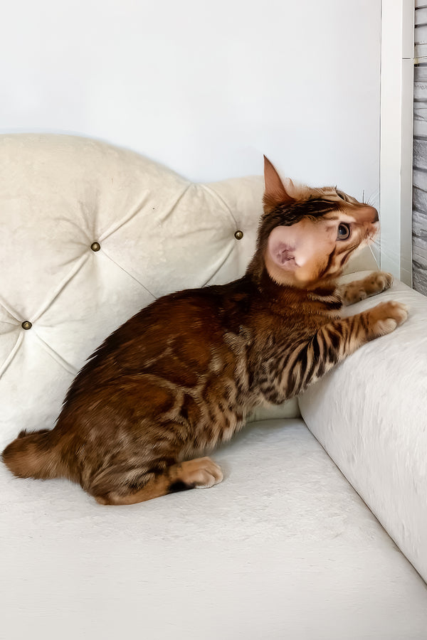 Queen | Bengal Kitten