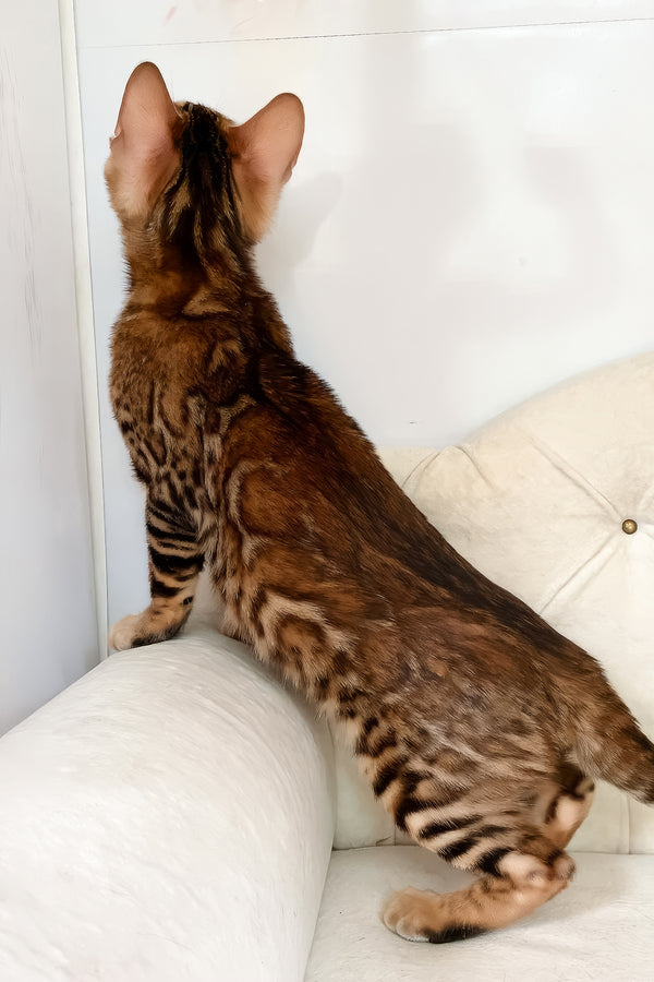 Queen | Bengal Kitten