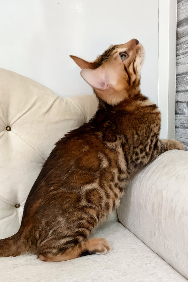 Queen | Bengal Kitten