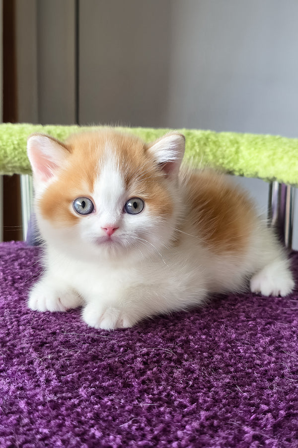Kai | Scottish Straight Kitten