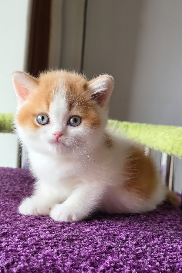 Kai | Scottish Straight Kitten