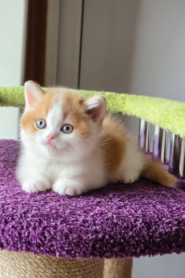 Kai | Scottish Straight Kitten