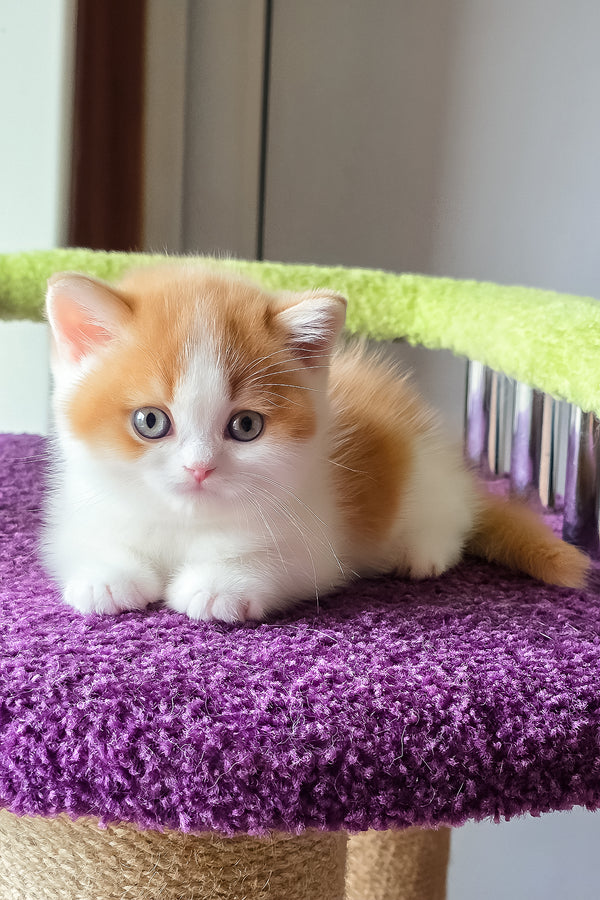 Kai | Scottish Straight Kitten