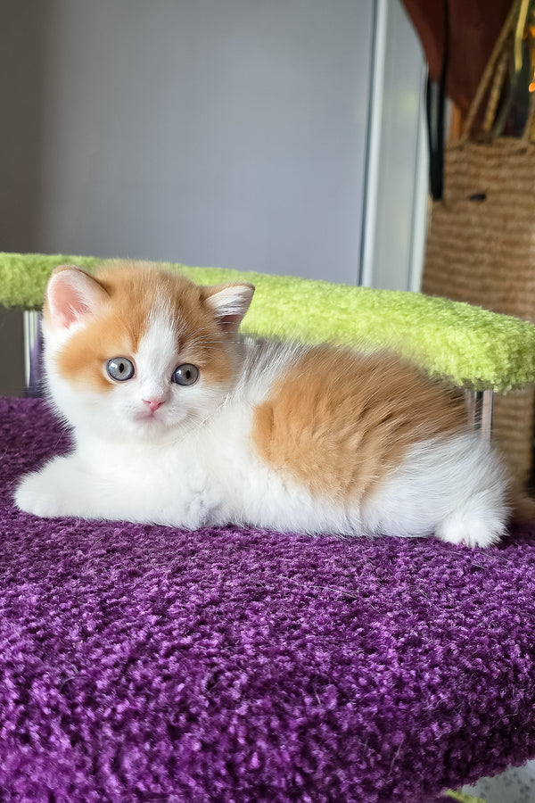 Kai | Scottish Straight Kitten