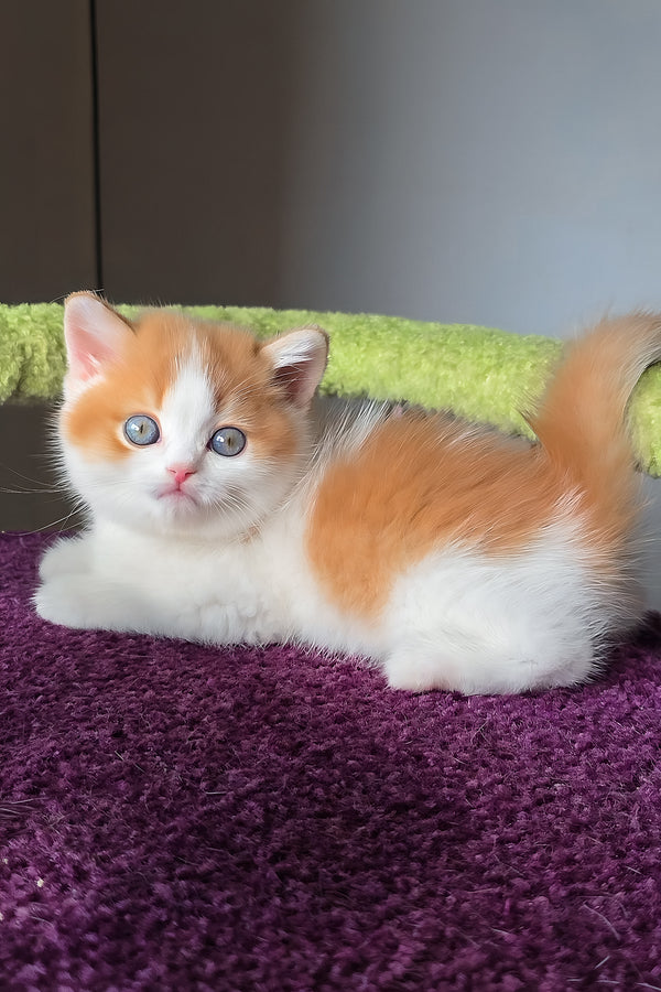 Kai | Scottish Straight Kitten