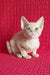 Kai | Devon Rex Kitten