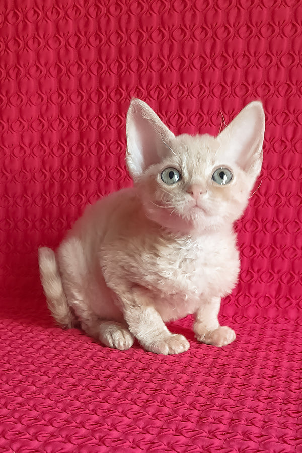 Kai | Devon Rex Kitten