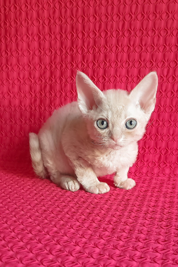 Kai | Devon Rex Kitten