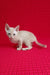 Kai | Devon Rex Kitten