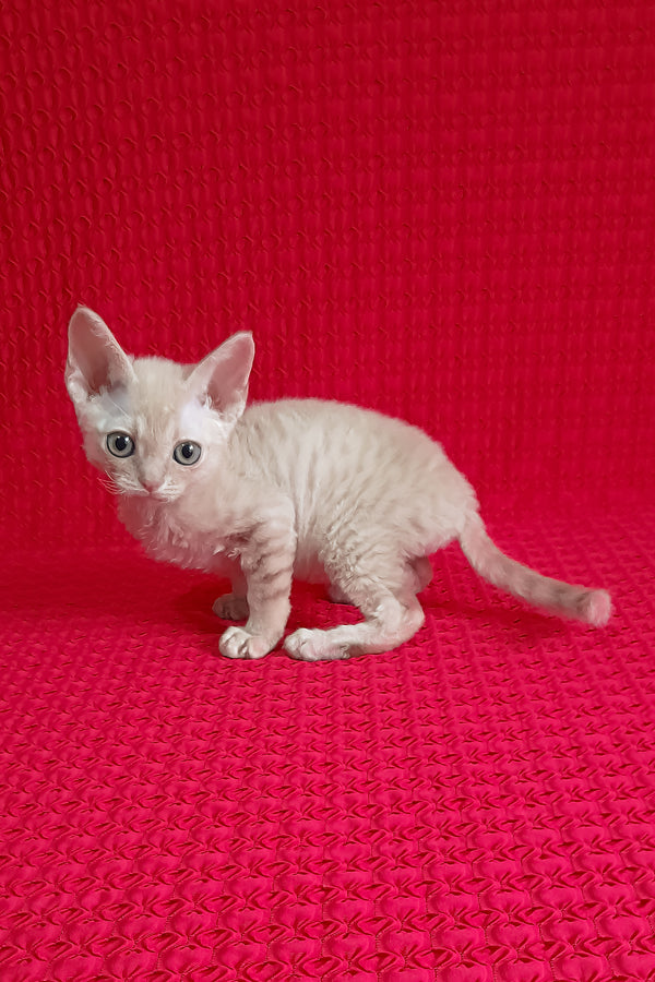 Kai | Devon Rex Kitten