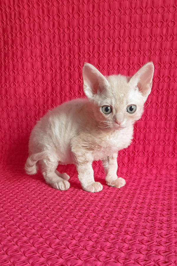 Kai | Devon Rex Kitten