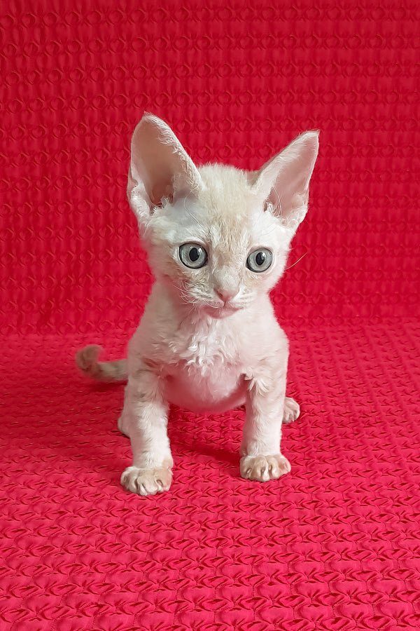 Kai | Devon Rex Kitten
