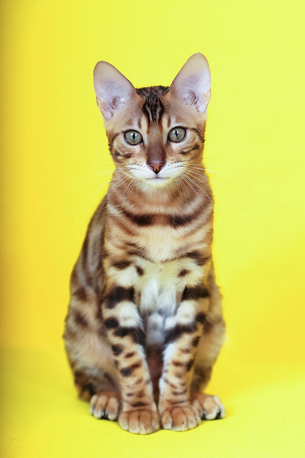 Kailas | Bengal Kitten
