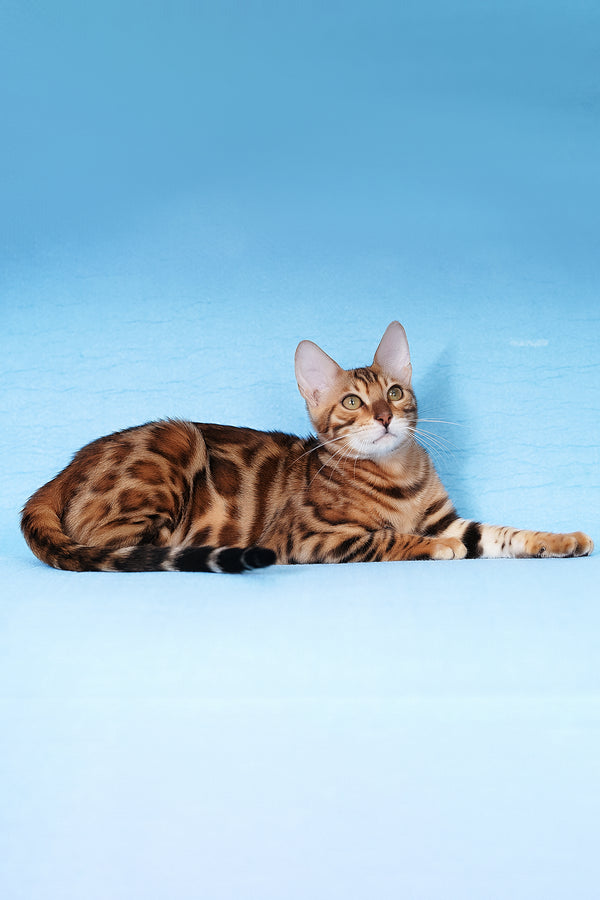 Kailas | Bengal Kitten