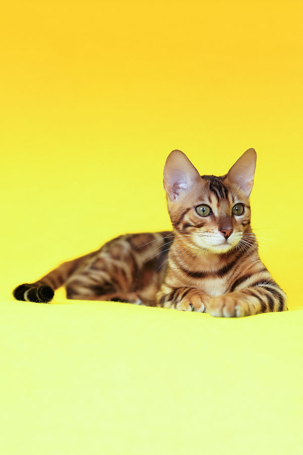 Kailas | Bengal Kitten