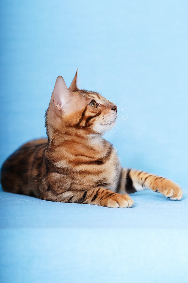 Kailas | Bengal Kitten