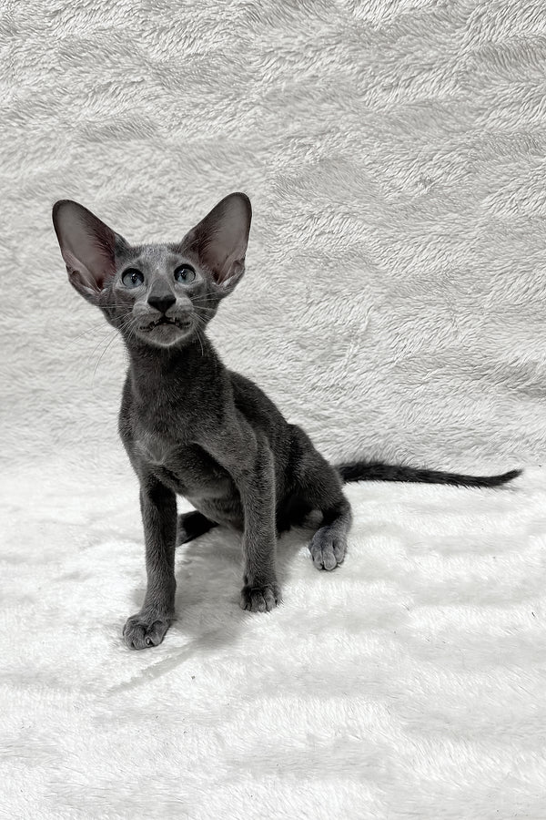 Kallista | Oriental Shorthair Kitten