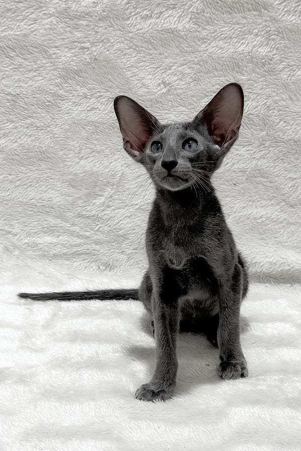 Kallista | Oriental Shorthair Kitten
