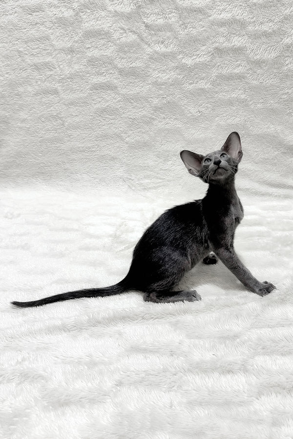 Kallista | Oriental Shorthair Kitten