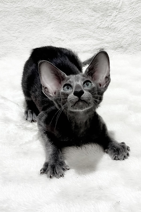 Kallista | Oriental Shorthair Kitten