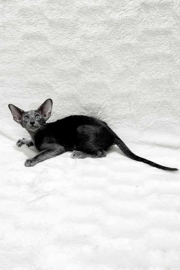 Kallista | Oriental Shorthair Kitten