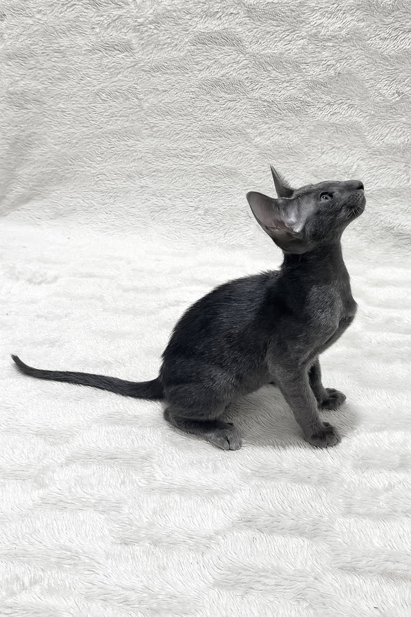 Kallista | Oriental Shorthair Kitten