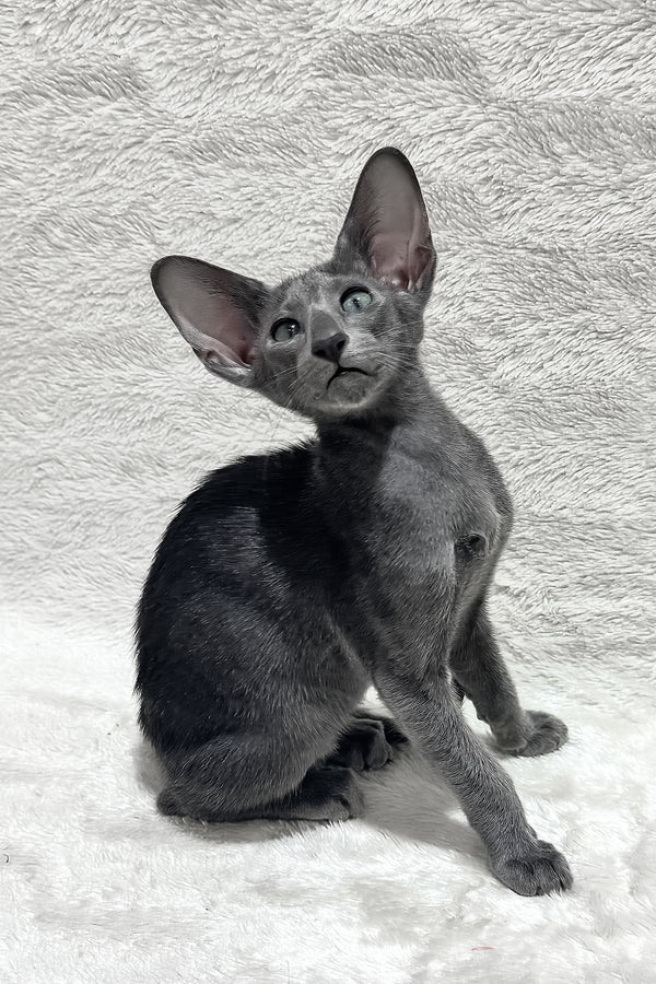 Kallista | Oriental Shorthair Kitten