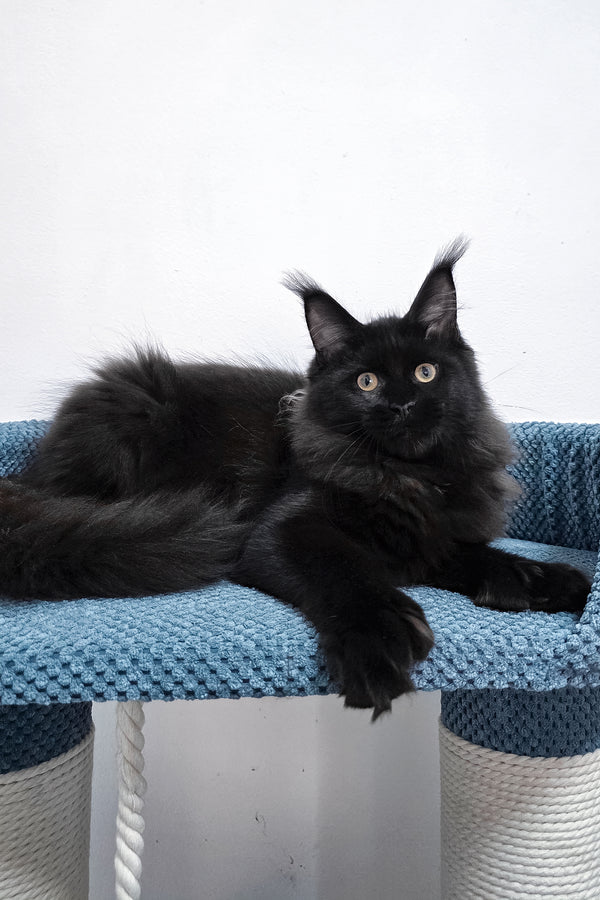 Kamala | Polydactyl Maine Coon Kitten