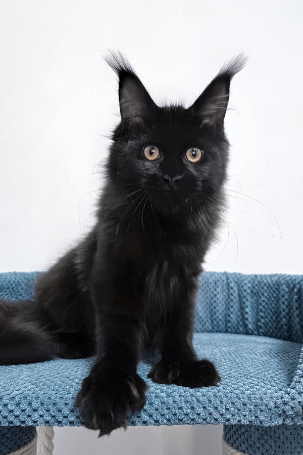 Kamala | Polydactyl Maine Coon Kitten