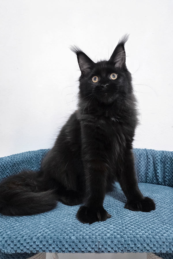 Kamala | Polydactyl Maine Coon Kitten