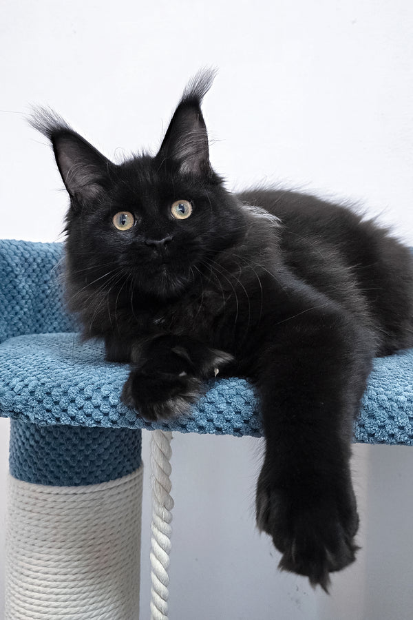 Kamala | Polydactyl Maine Coon Kitten