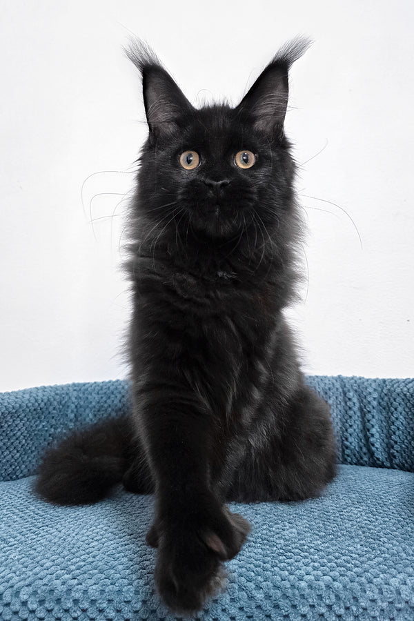 Kamala | Polydactyl Maine Coon Kitten