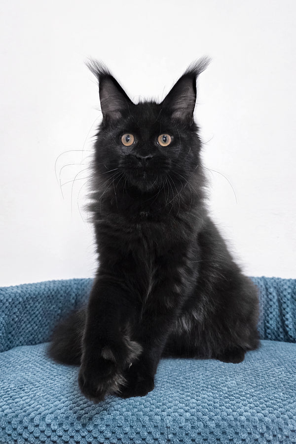 Kamala | Polydactyl Maine Coon Kitten