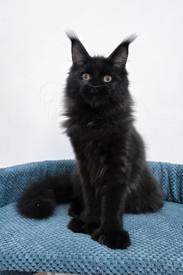 Kamala | Polydactyl Maine Coon Kitten