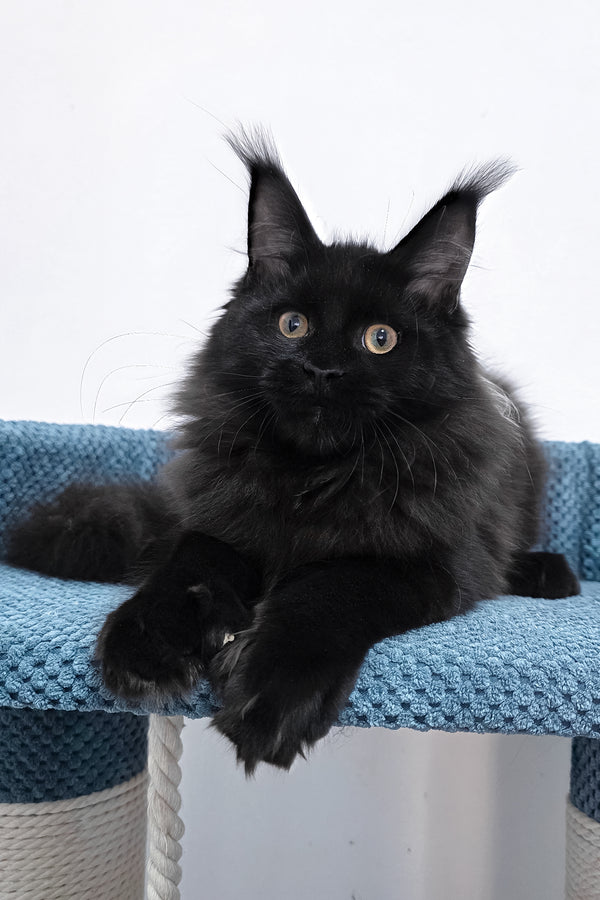 Kamala | Polydactyl Maine Coon Kitten