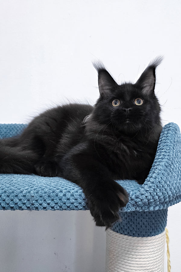 Kamala | Polydactyl Maine Coon Kitten