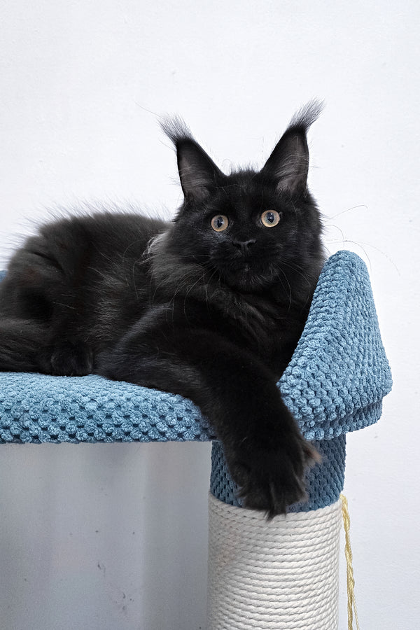 Kamala | Polydactyl Maine Coon Kitten